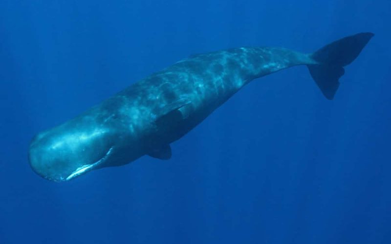 Sperm Whale: Profile and Information