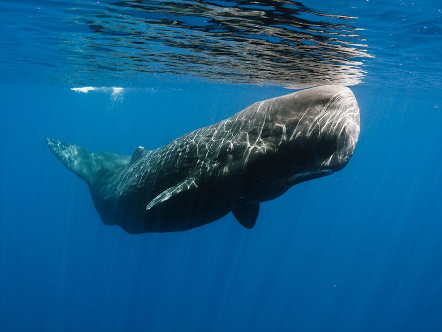 Sperm Whale: Profile and Information