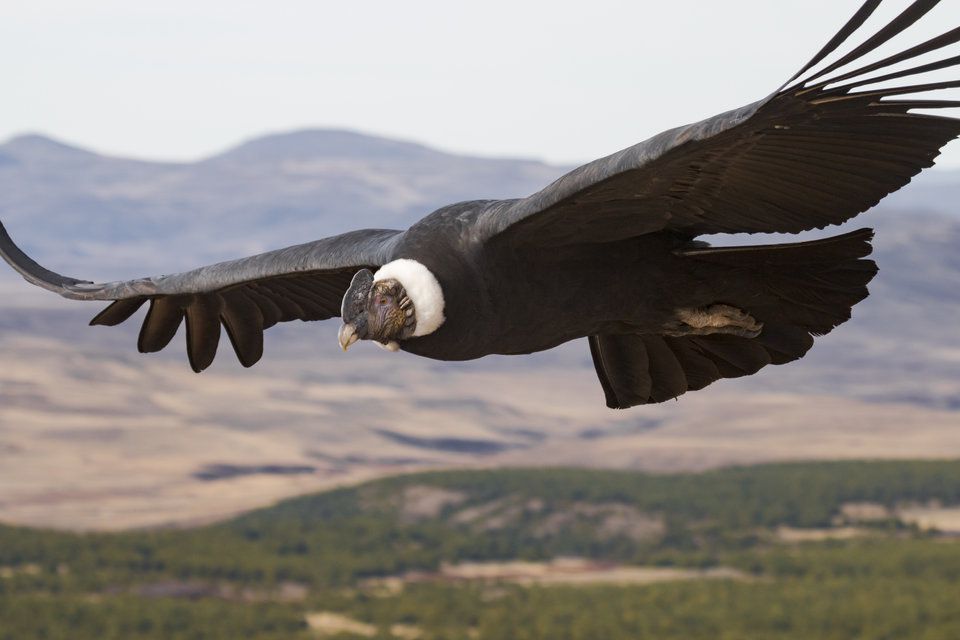 Andean Condor