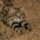 Black-footed Cat