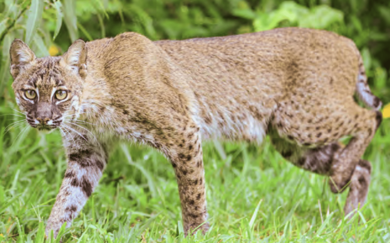 Bobcat