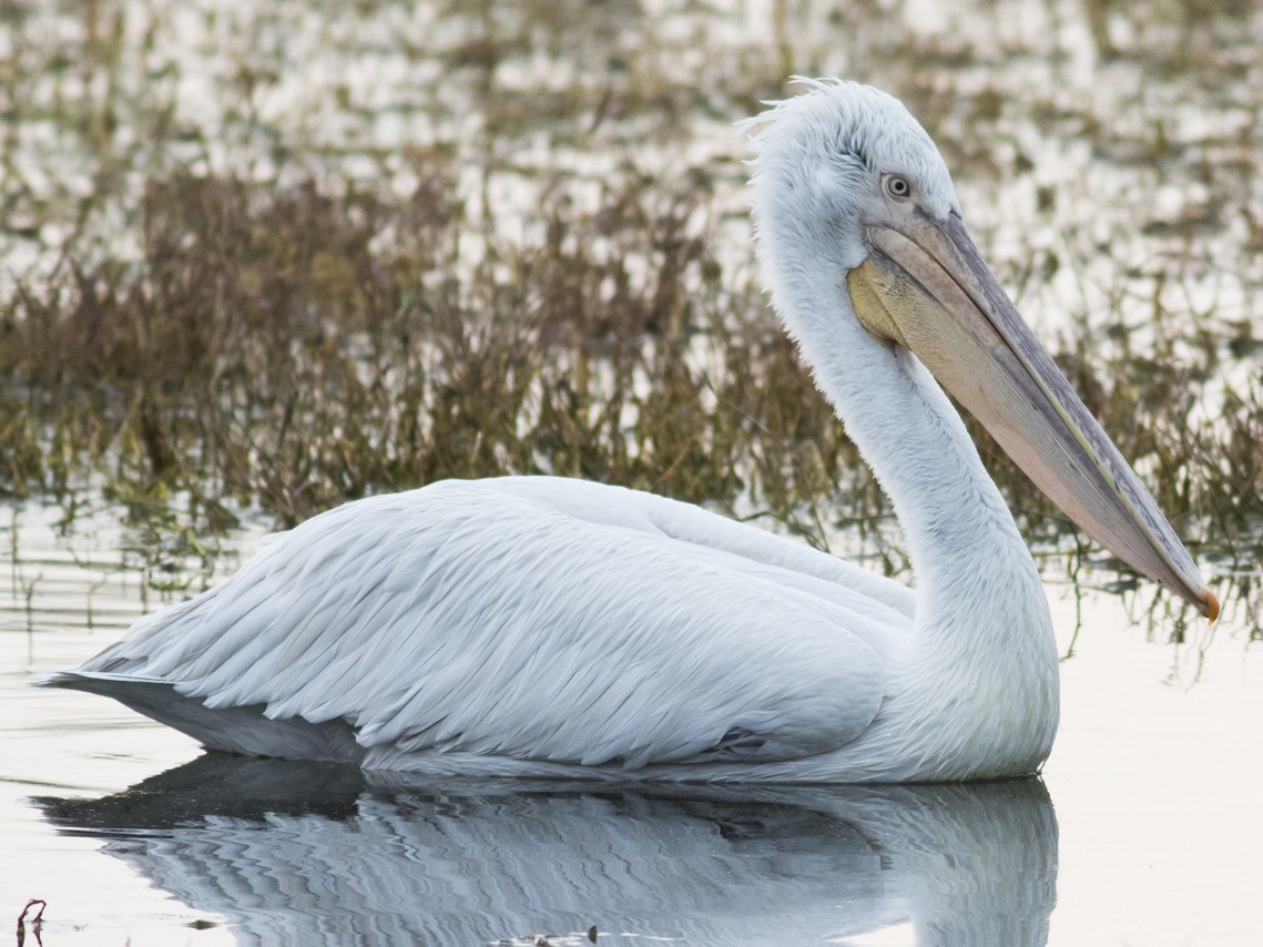 Dalmatian Pelican