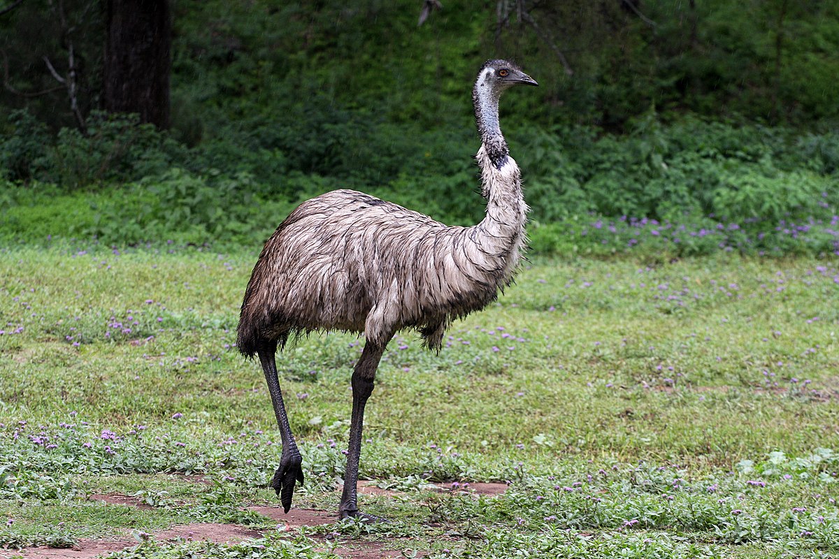 Emu