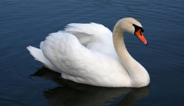 Mute Swan Largest Birds in the World