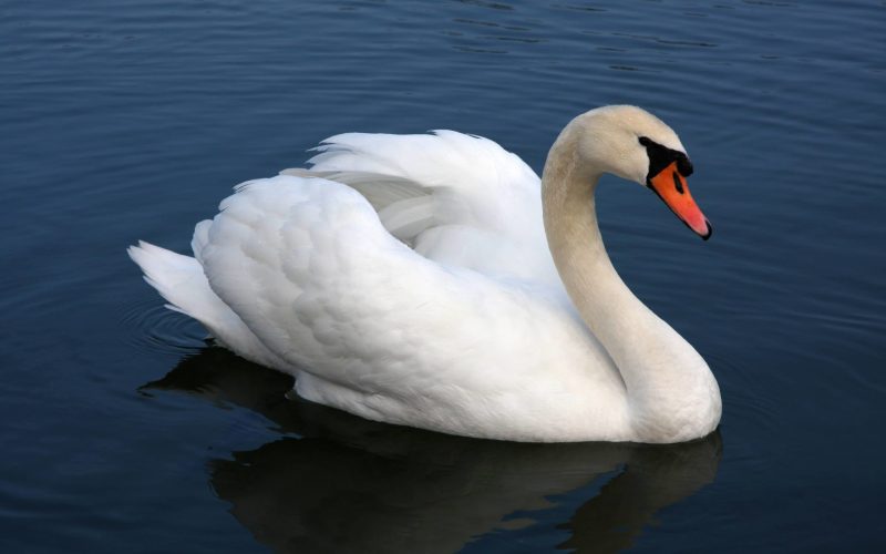 Mute Swan Largest Birds in the World