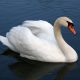 Mute Swan Largest Birds in the World