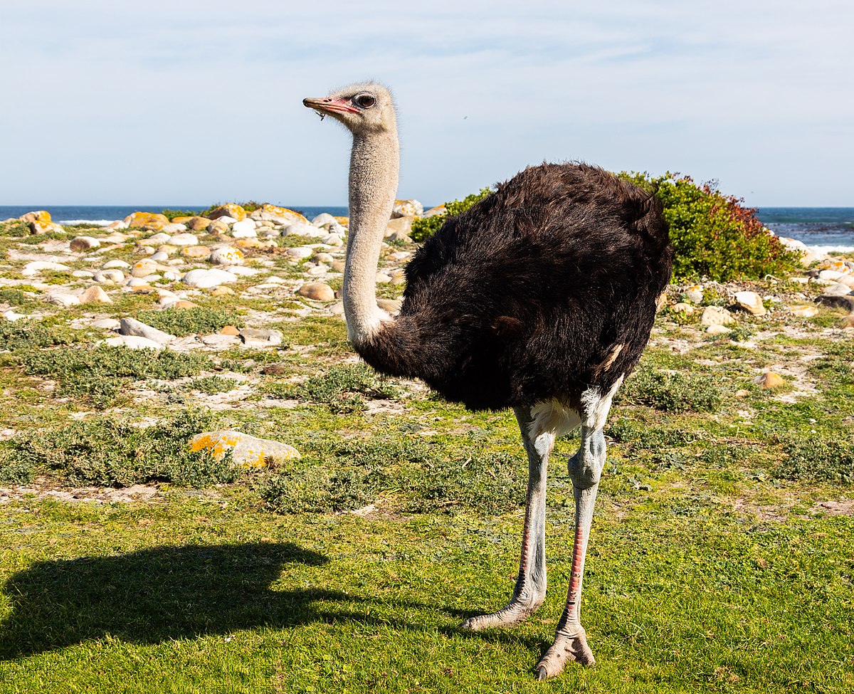 Ostrich