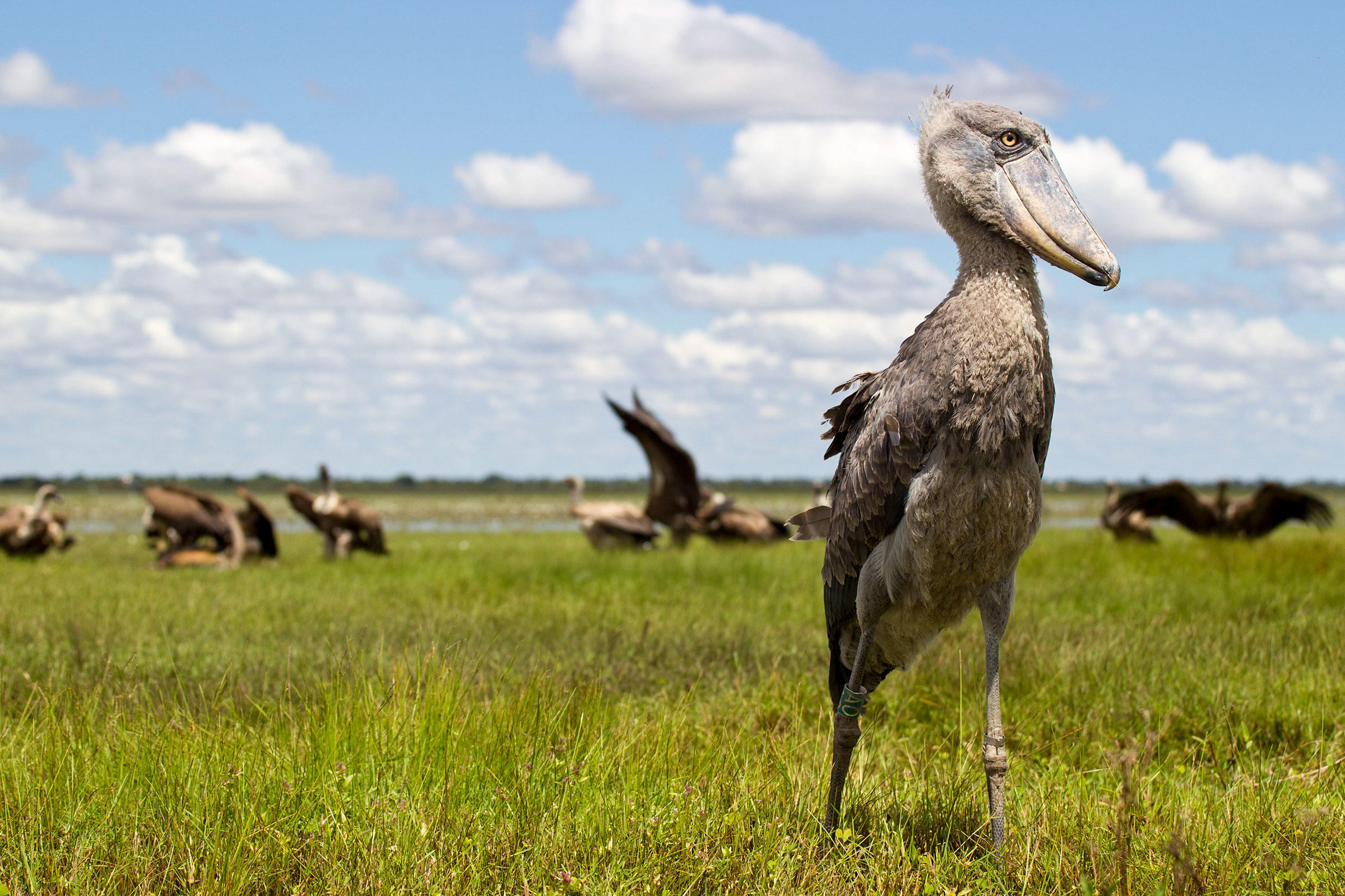 Shoebill