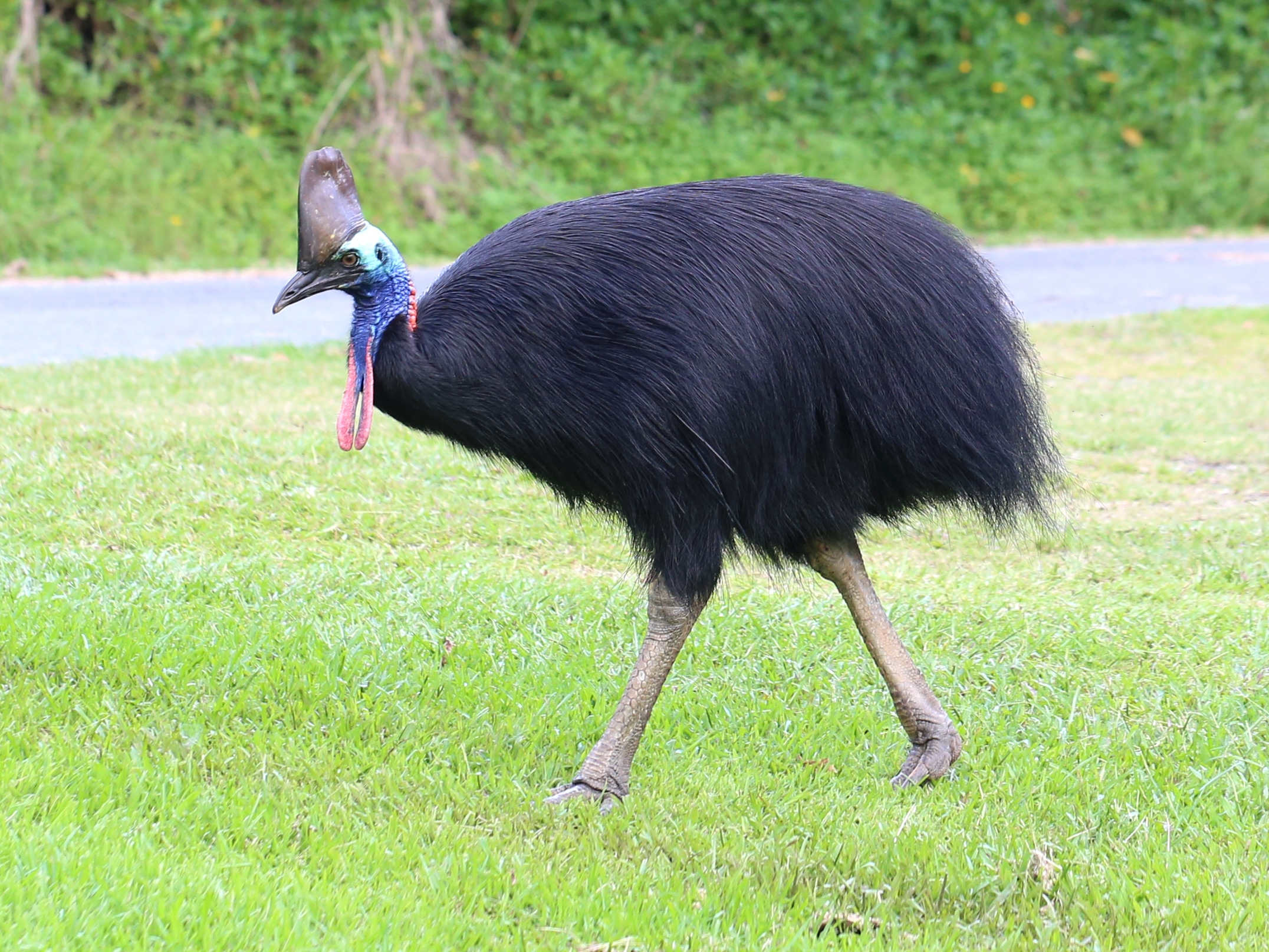 Southern Cassowary