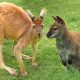 Wallaby and Kangaroo