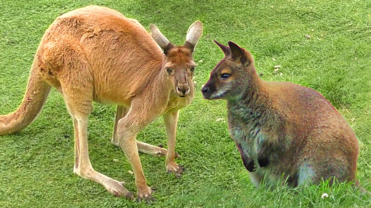 What Is The Difference In A Wallaby And A Kangaroo At Rebecca Guay Blog