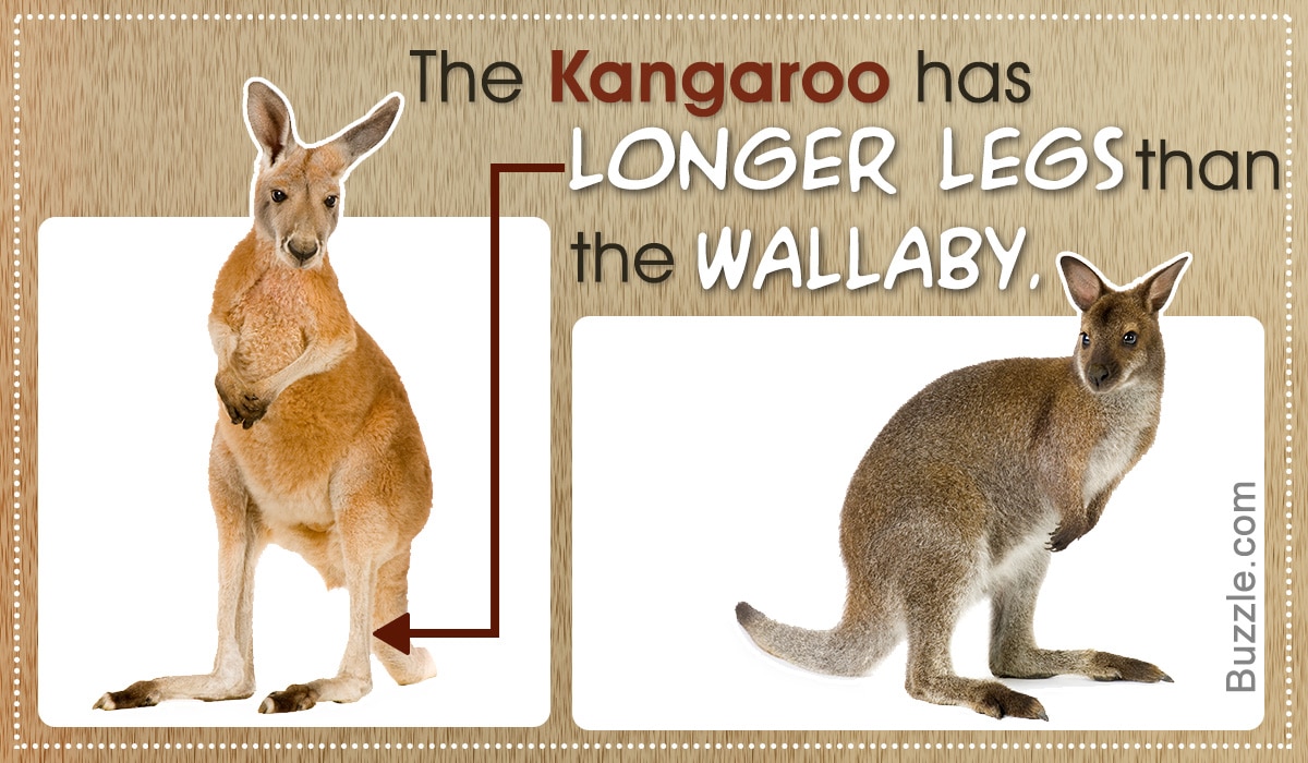 Wallaby and Kangaroo