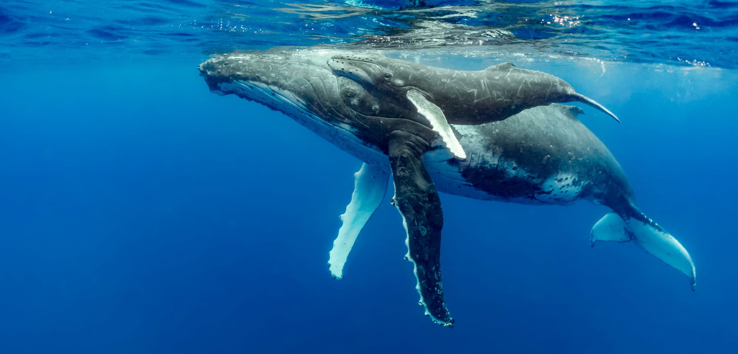 humpback whale
