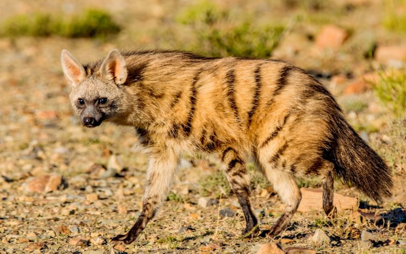 aardwolf