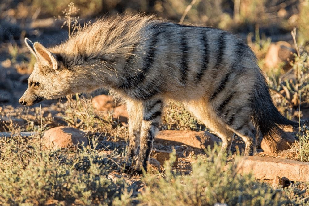 aardwolf