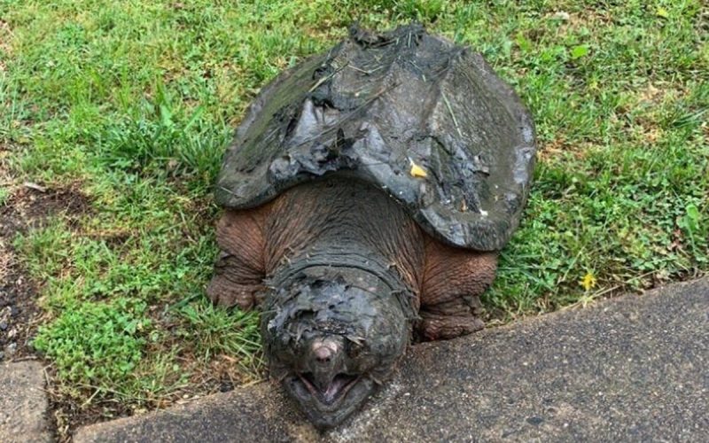 Alligator Snapping Turtle Profile and Information