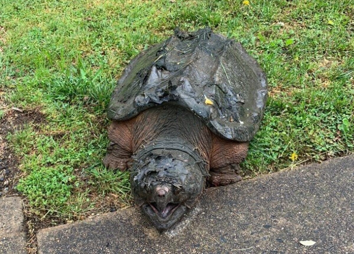 Alligator Snapping Turtle Profile And Information 