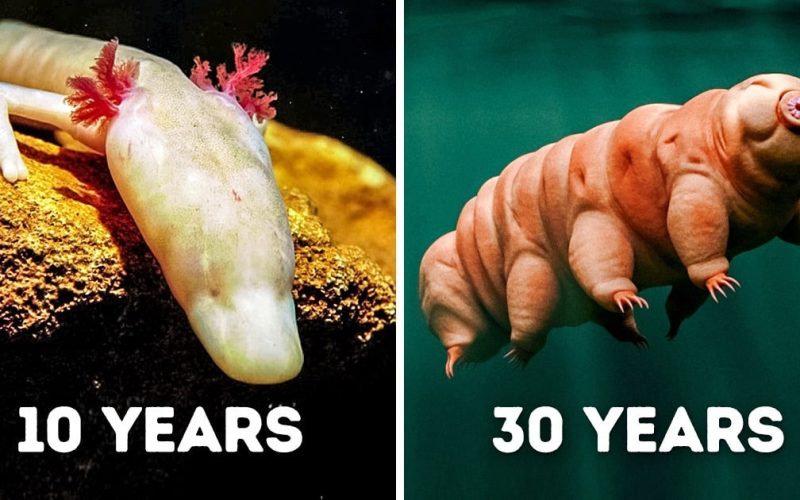 Animals That Can Survive Without Food