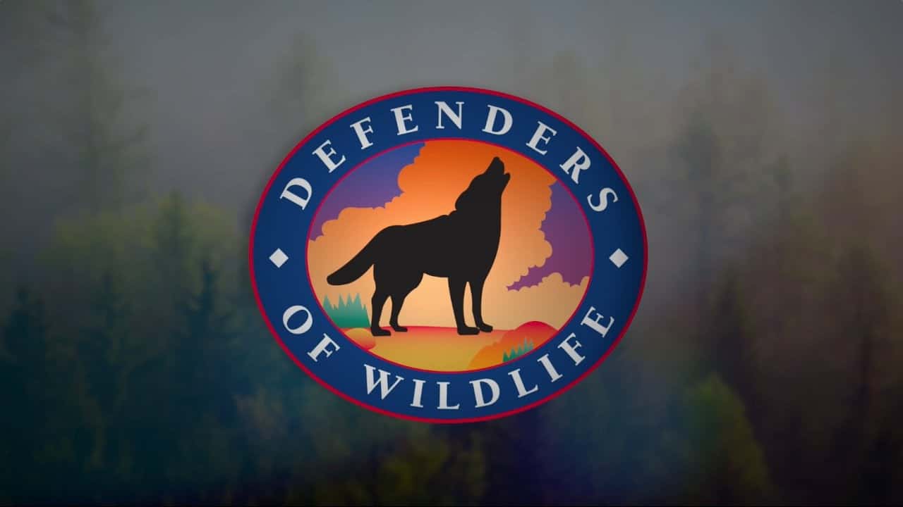 Defenders of Wildlife Everything You Need to Know