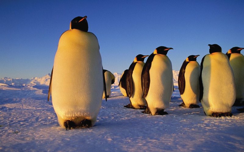 Emperor penguin Animals That Can Survive Without Food