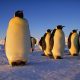 Emperor penguin Animals That Can Survive Without Food