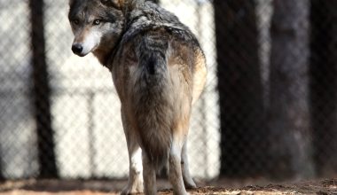 Grey Wolf (Canis Lupus)