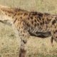 Spotted Hyena