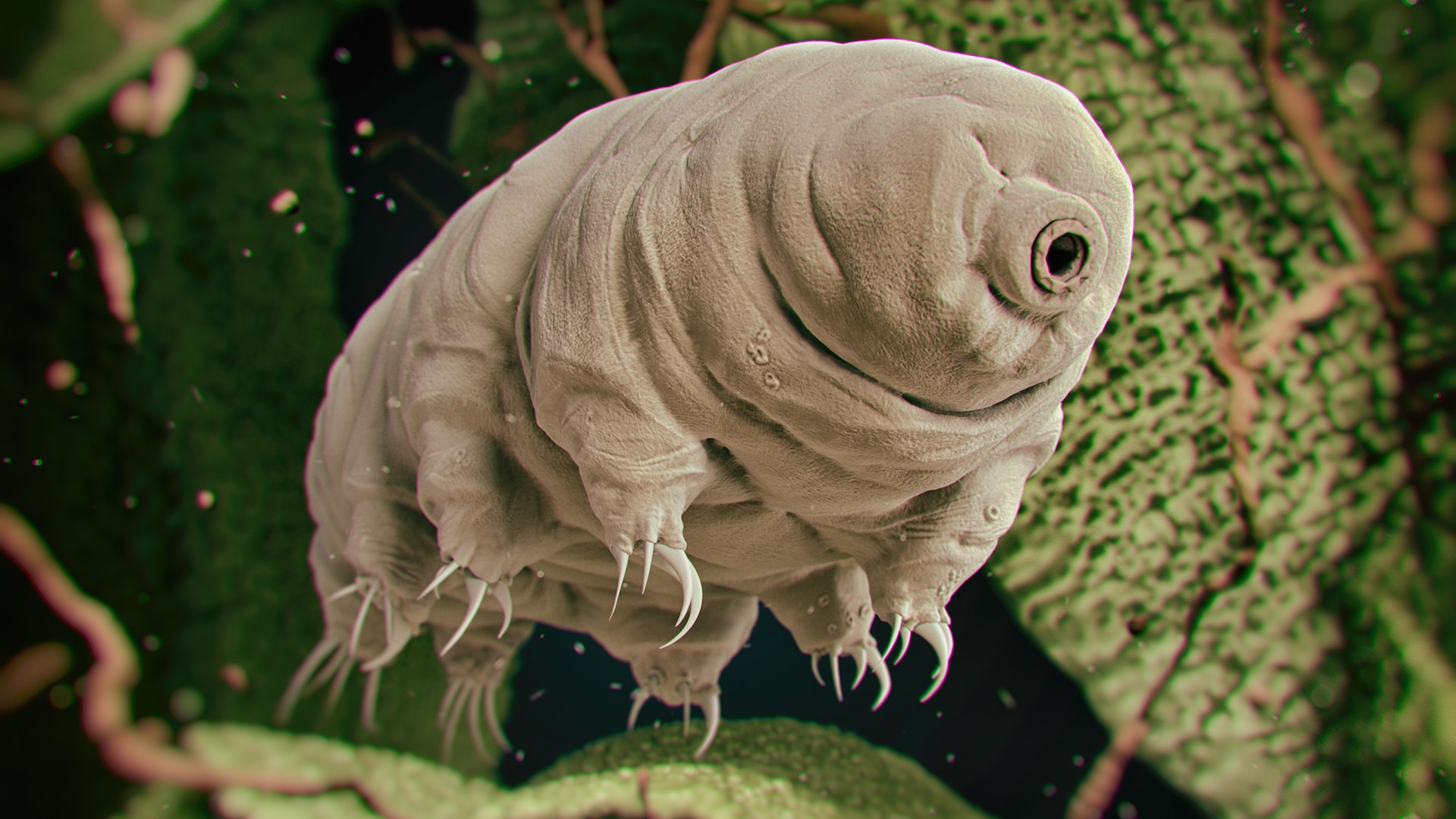 Tardigrade Animals That Can Survive Without Food