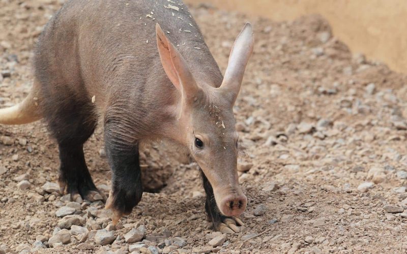 Aardvark