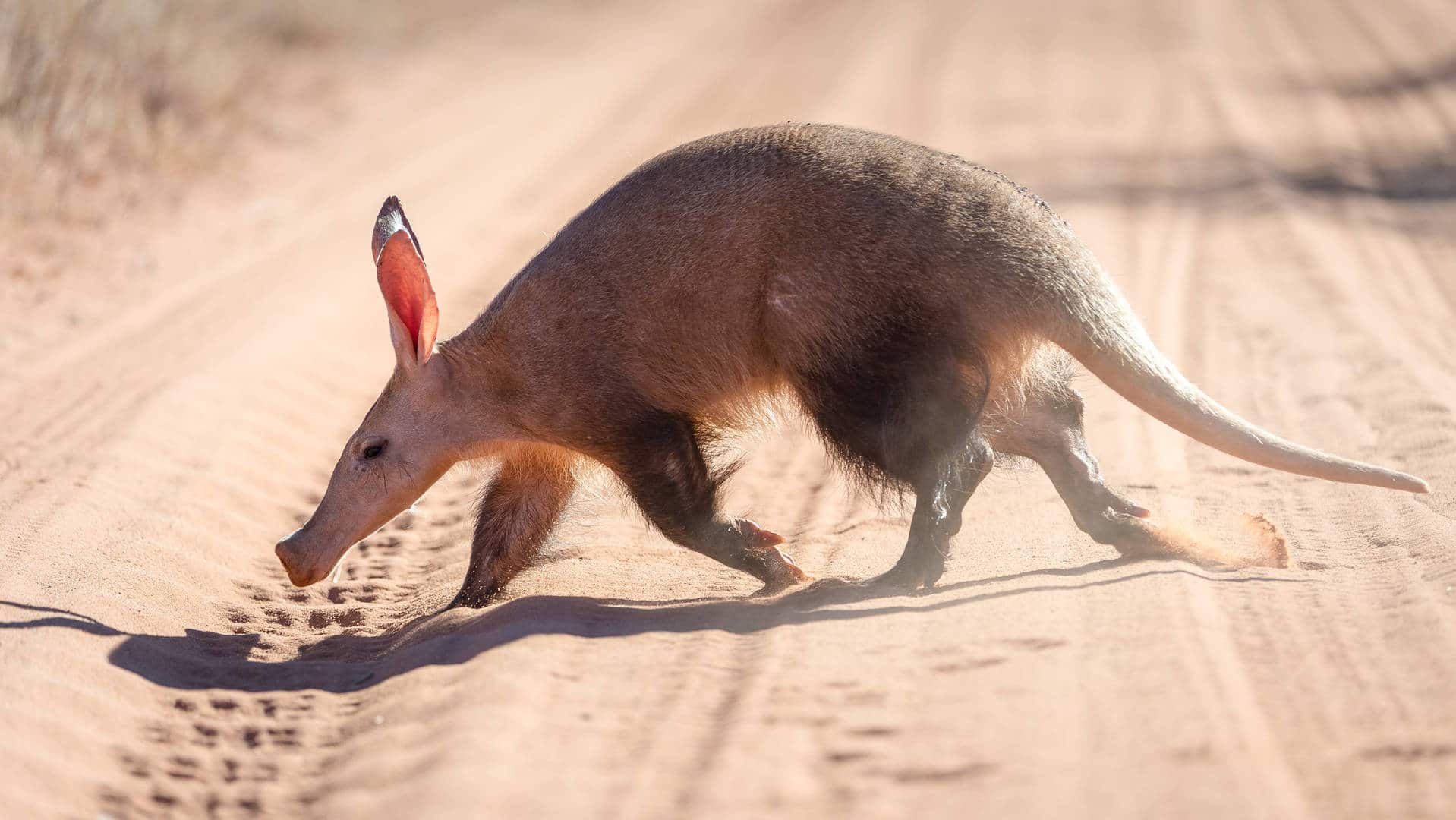 Aardvark