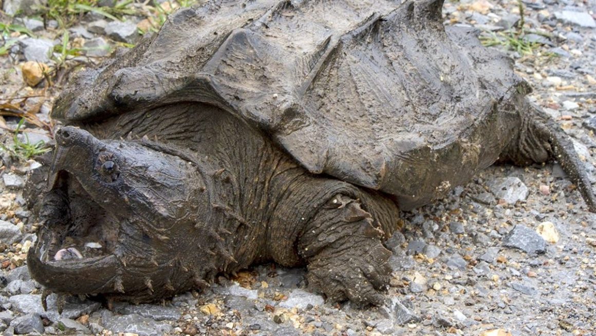 Alligator Snapping Turtle Profile and Information