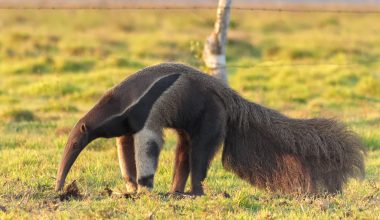 Anteater