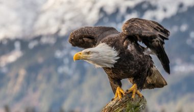 Bald Eagles