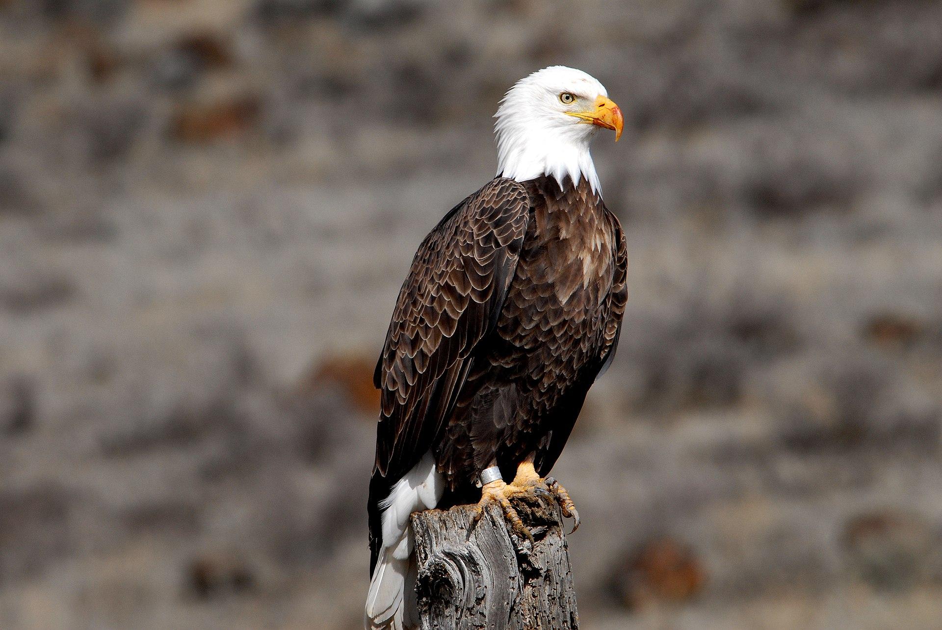 Bald Eagle