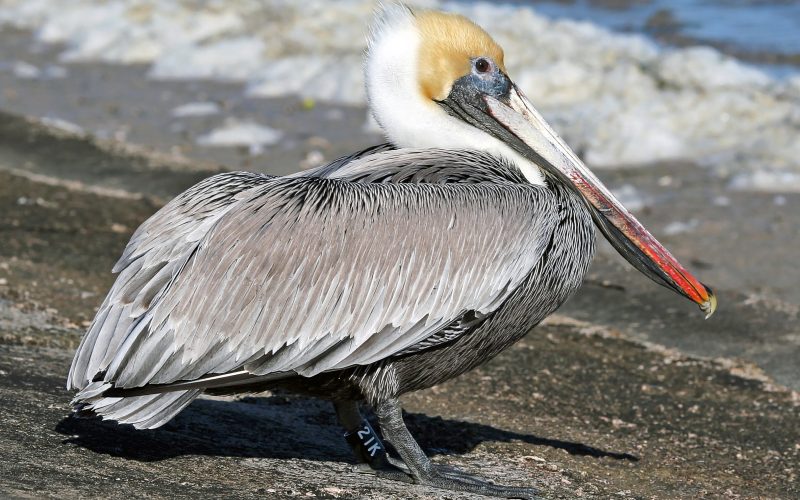 Brown Pelican