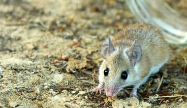 Cairo spiny mouse