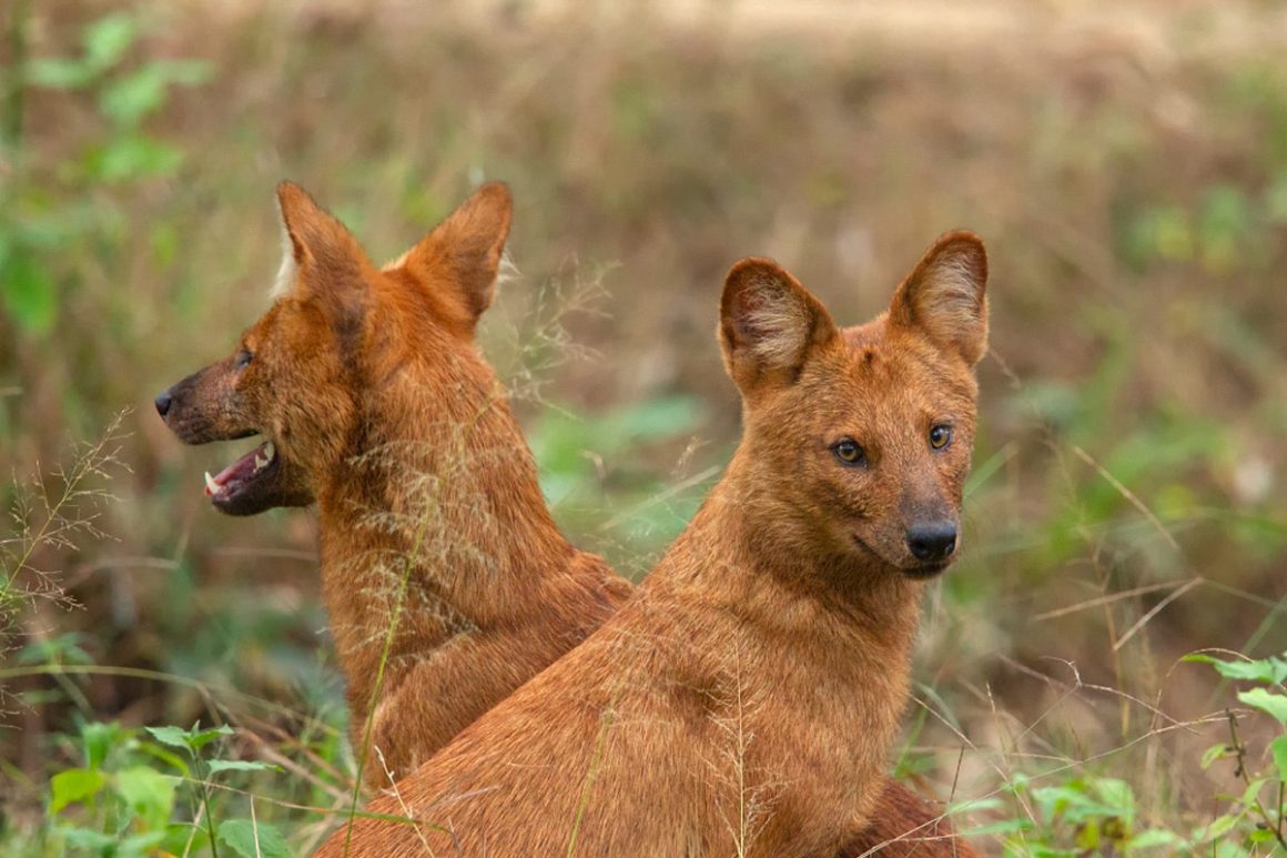 Dhole: Profile and Information – Animal of Things