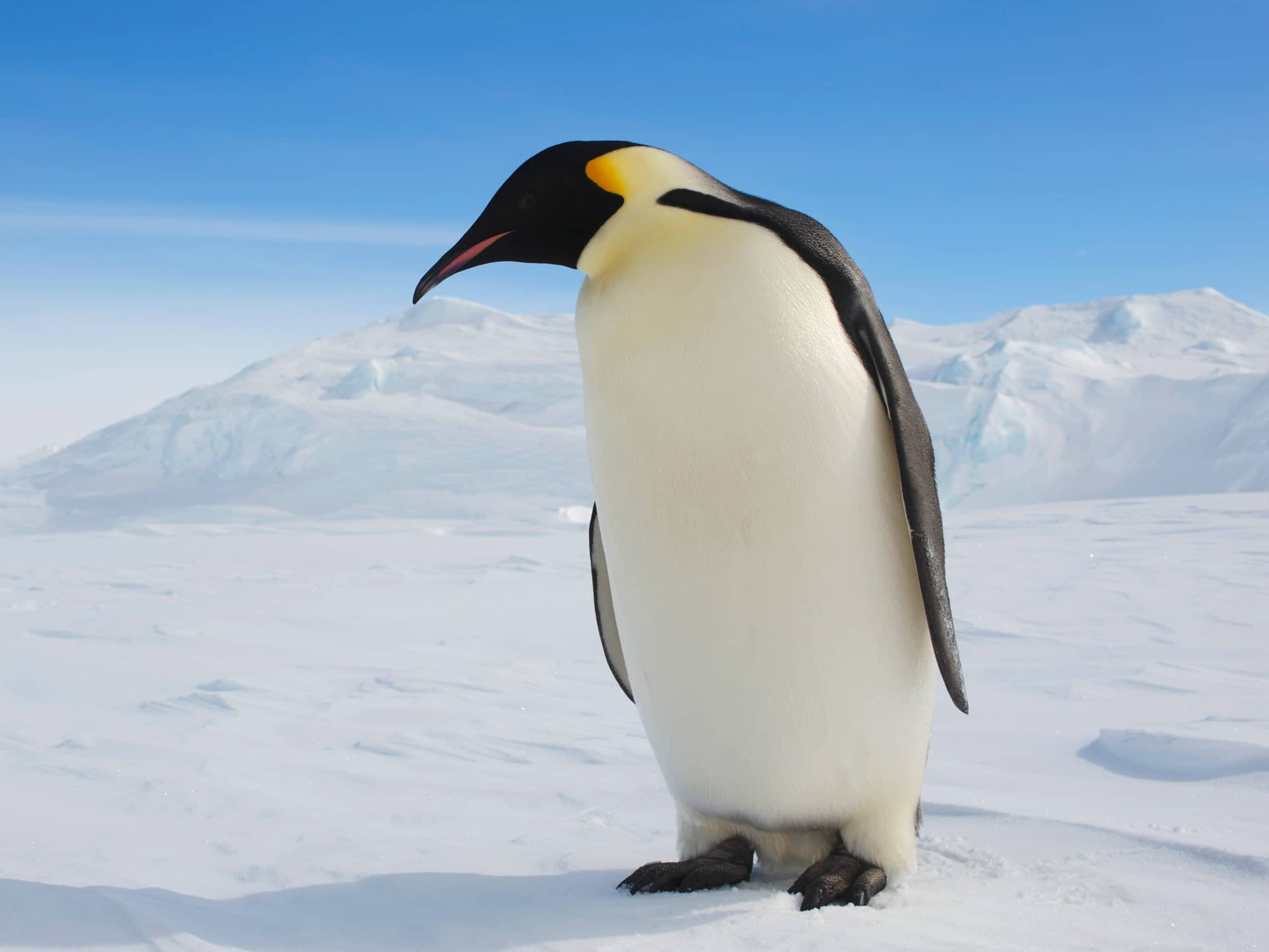 Emperor Penguin Profile And Information