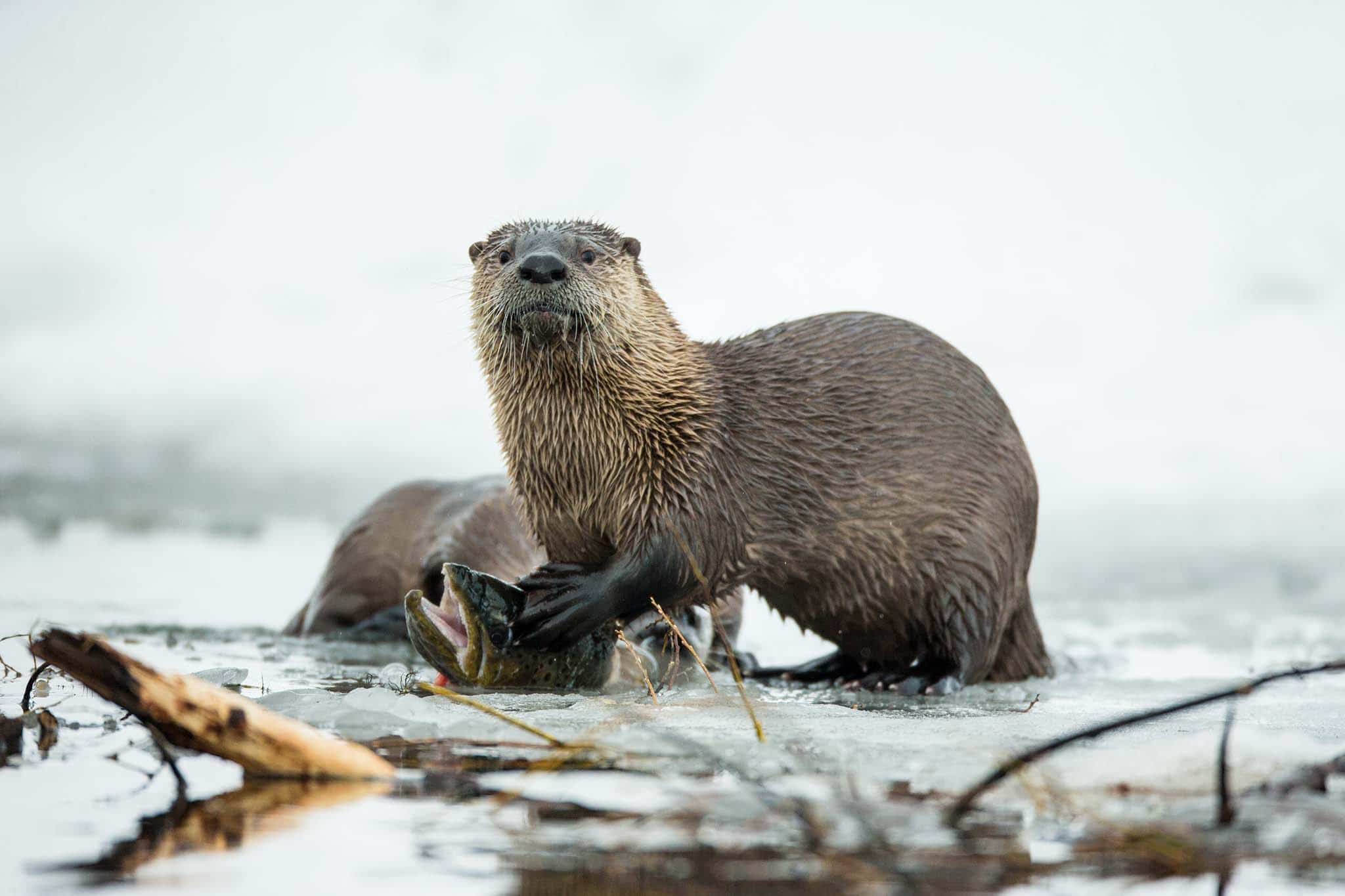 Otters