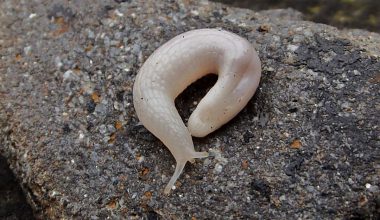 Selenochlamys ysbryda (Ghost Slug)