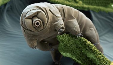 Tardigrades