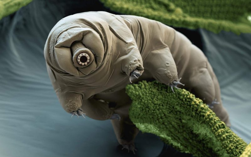 Tardigrades