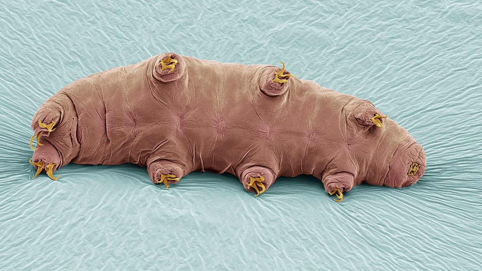 Tardigrades