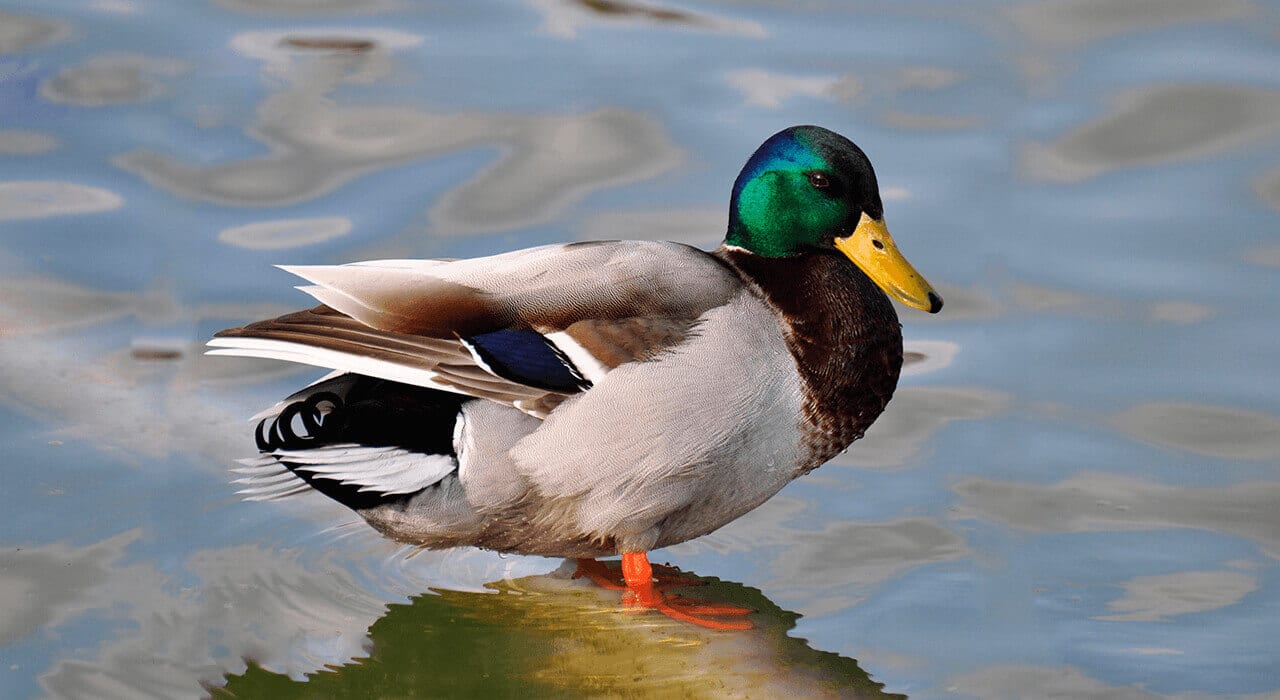 Waterfowl: Profile and Information