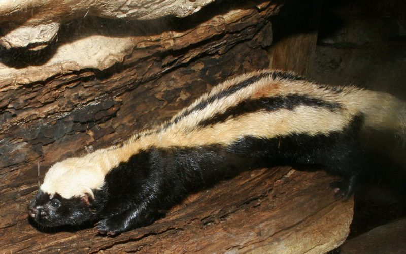 African Striped Weasel