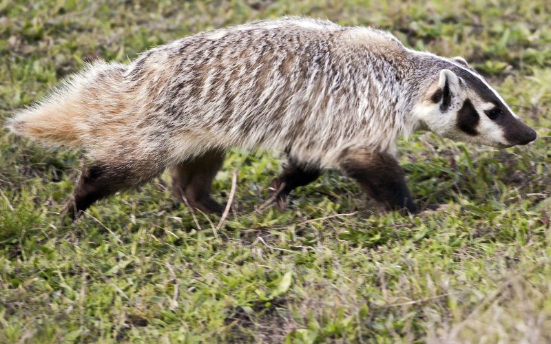 American Badger