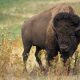 American Bison