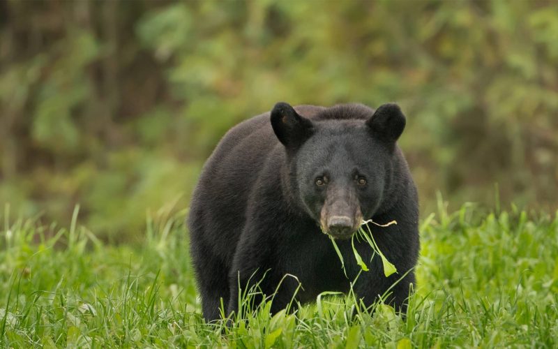 American Black Bear