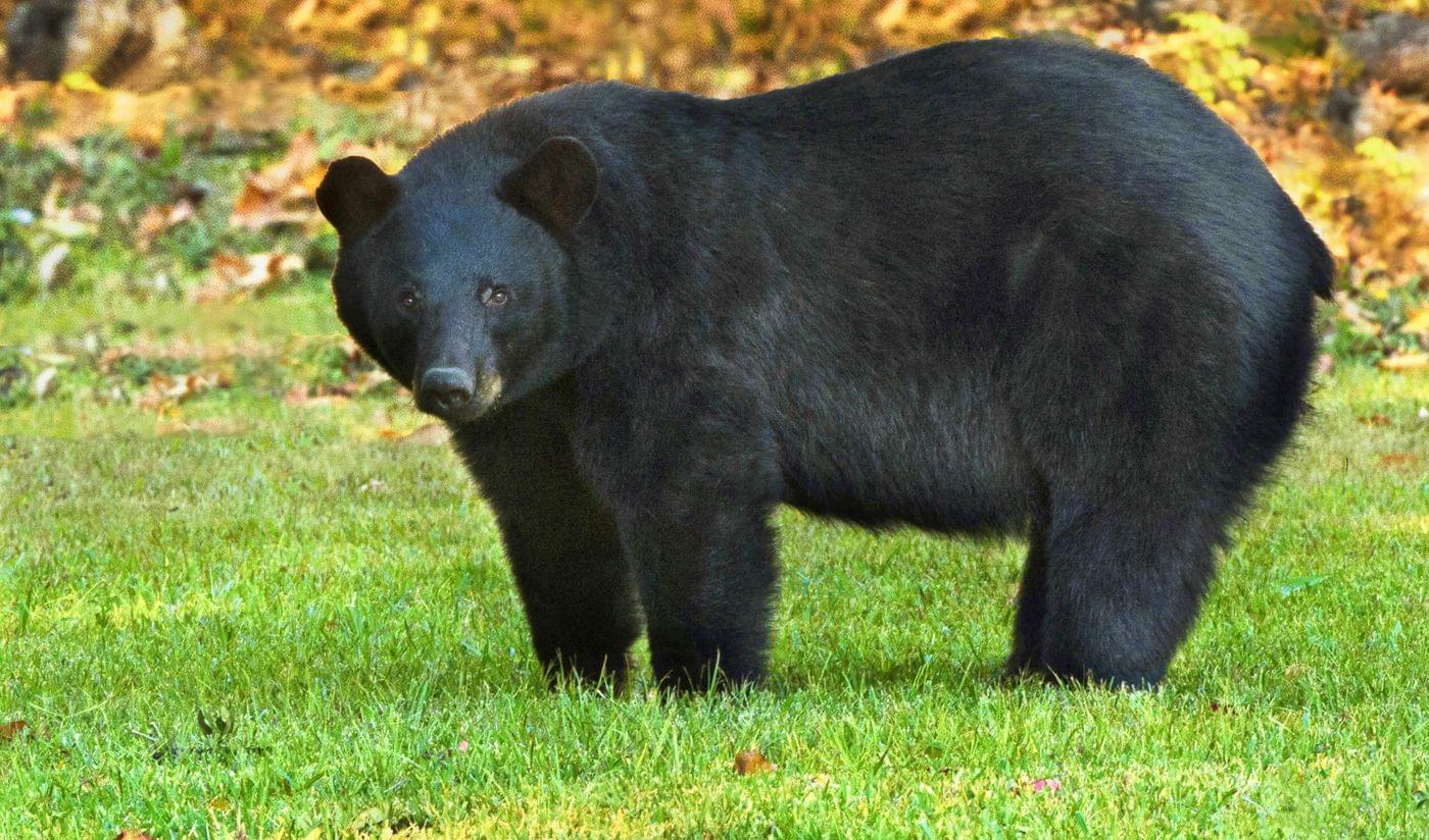 American Black Bear