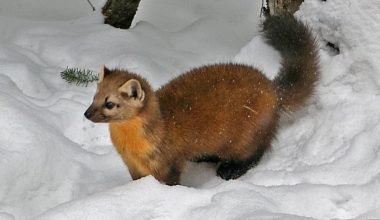 American Marten